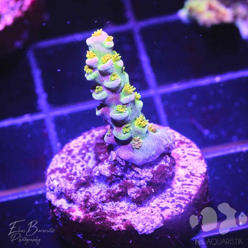 Acropora bigR Walt Disney Original